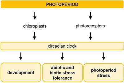 The Photoperiod: Handling and Causing Stress in Plants